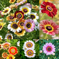 1200+ Perennial Painted Daisy Seeds - Perennial Chrysanthemum Flowers, Rainbow Mix for Outdoor Planting, Fragrant Flowers Attract Butterflies, Home Garden Essential