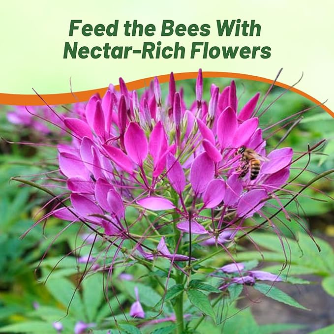 Outsidepride Violet Cleome Seeds - 2000 Pcs Annual Flower Seeds with Large, Airy, Spidery Blooms, Drought Tolerant Spider Plant for Xeriscaping, Flower Bed, Border, Pollinator, & Cut Flower Garden