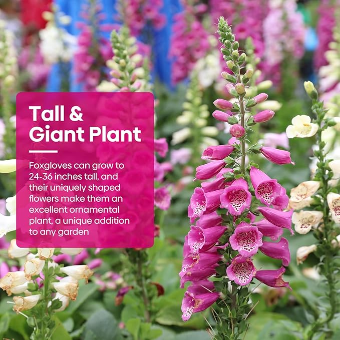 Foxglove Seeds, Large Packet 1 Ounce 290,000+ Seeds, 24-36’ Tall Spire Bloom Attract Hummingbirds and Bees, Non-GMO | Heirloom | USDA Zones 4-10