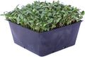 Fenugreek Herb Seeds - 1 Lb ~33,600 Seeds - Non-GMO, Open Pollinated, Annual - Herb Garden & Microgreens Seeds