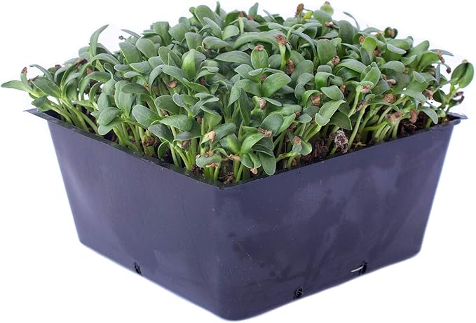 Fenugreek Herb Seeds - 4 Oz ~8400 Seeds - Non-GMO, Open Pollinated, Annual - Herb Garden & Microgreens Seeds