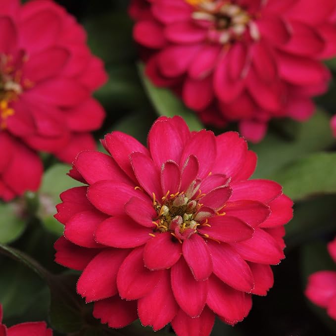 Outsidepride Dahlia Flowered Cherry Queen Zinnia Seeds - 2000 Pcs Annual, Hardy, Drought Tolerant & Deer Resistant, Ideal for Cut Flowers, Containers, Pots, Pollinator Gardens, Background & Borders