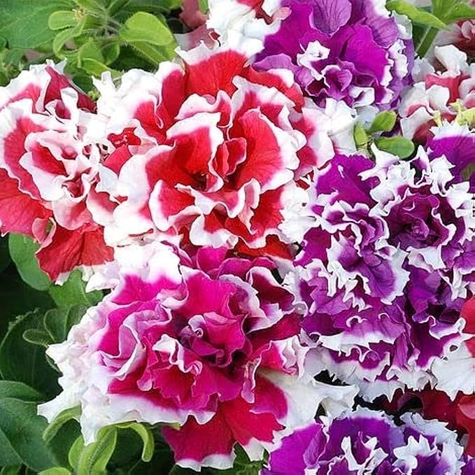 300+ Double Petunia Seeds for Planting Dwarf Wave Petunia Flower Non-GMO Heirloom Seeds for Home Garden