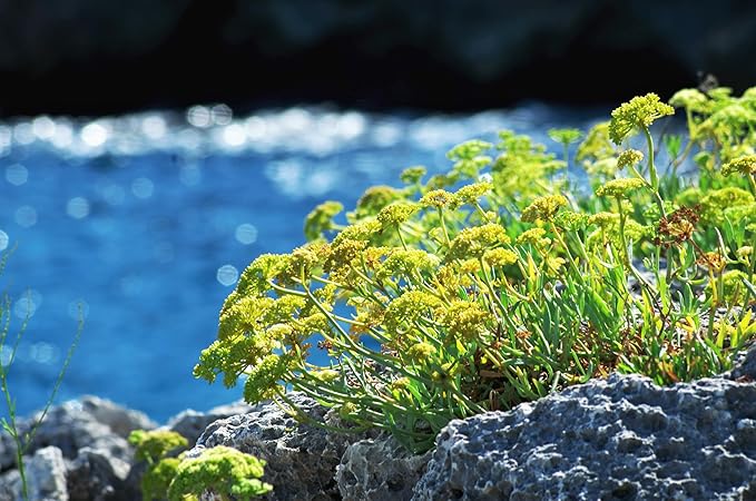 40 SEA Fennel Rock Samphire Crithmum Maritimum Fragrant Herb Edible Vegetable Yellow Flower Seeds