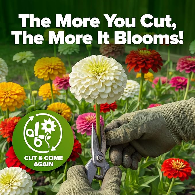 HOME GROWN Dwarf Zinnia Seeds Mix - 300 Pumila Zinnia Seeds for 2026 (0.6g) | Zinnia Flower Seeds for Planting Outdoors | Colorful Cut Annual Flowers for Summer Gardens & Containers (Zinnia elegans)