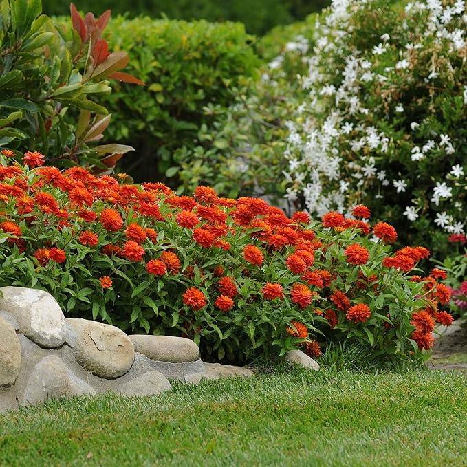 Eden Brothers Zinnia Seeds - Double Zahara Fire, Non-GMO Seeds for Planting, Packet | Low-Maintenance Flower Seeds, Plant During Spring, Zones 2, 3, 4, 5, 6, 7, 8, 9, 10, 11