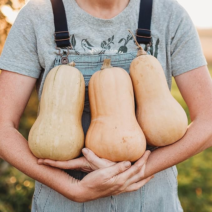 Waltham Butternut Squash - 25 Seeds - Heirloom & Open-Pollinated Variety, Non-GMO Vegetable Seeds for Planting in The Home Garden, Thresh Seed Company