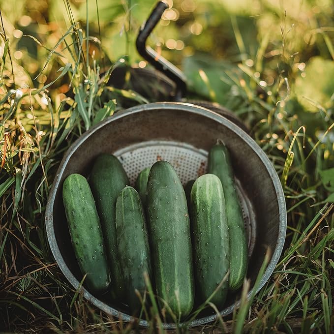 Straight Eight Cucumber - 25 Seeds - Heirloom & Open-Pollinated Variety, USA-Grown, Non-GMO Vegetable Seeds for Planting Indoors or Outdoors in The Home Garden, Thresh Seed Company