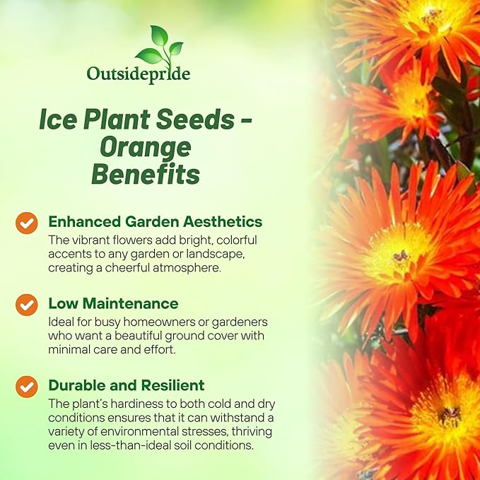 Outsidepride Gelato Orange Ice Plant Seeds - 10000 Pcs Perennial, Drought Tolerant Ground Cover Seeds for Planting Vibrant Trailing Blooms, Ideal for Sunny Gardens & Xeriscape Landscaping