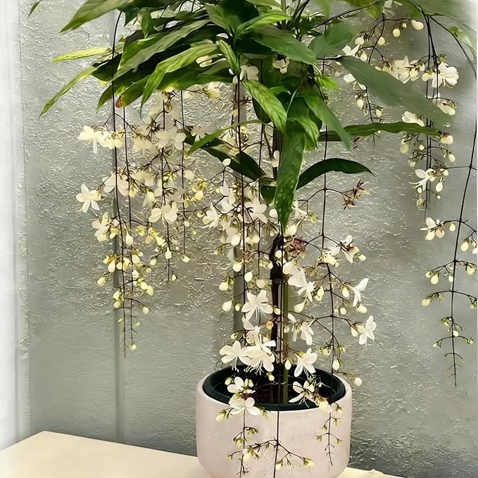 Climbing Jasmine Flower Seeds, 100 Fragrant Plant Seeds Non-GMO, Clerodendrum Seeds for Attracts Pollinators, Garden Home Garden Balcony Climbing Flower