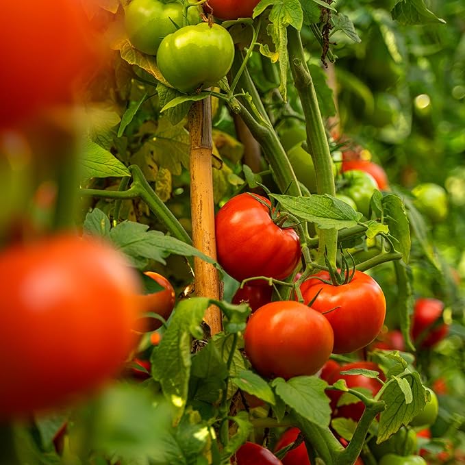 The Old Farmer's Almanac Heirloom Oregon Spring Tomato Seeds - Non-GMO, Open Pollinated (1 Packet - 500 MG - Approx 150 Seeds)