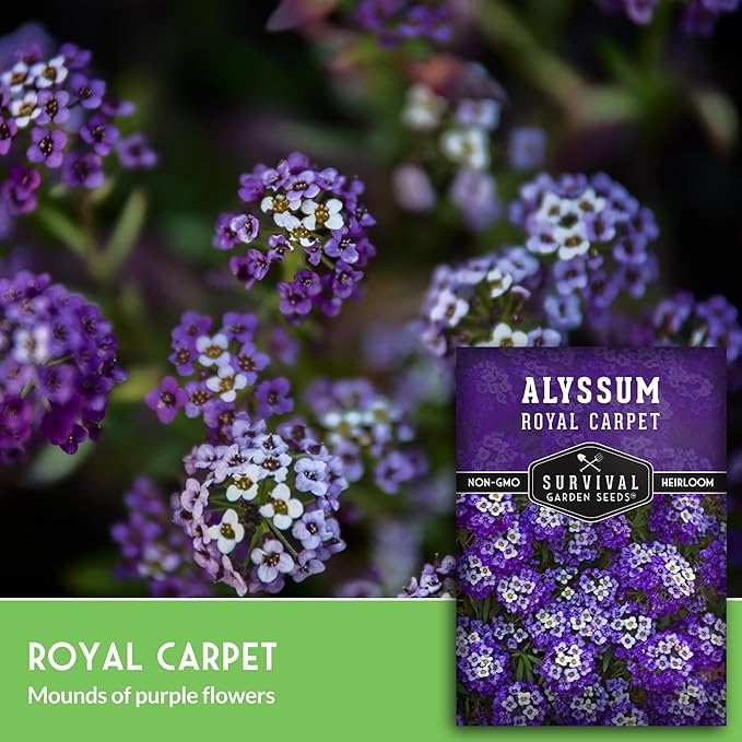 Alyssum Seeds for Planting - Sweet Royal Carpet Purple Alyssum - Fragrant Perennial Flower & Ground Cover - Heirloom Non-GMO - Survival Garden Seeds (3 Packs)