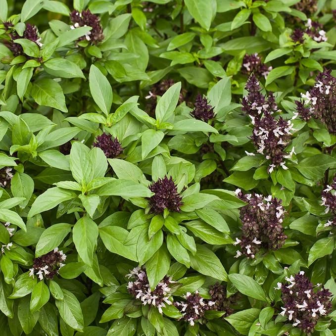 Thai Basil Seed - Siam Queen - 1 Oz Approx 22,000 Seeds - Non-GMO, Heirloom - Culinary Herb Garden Seeds: Indoor Gardening, Microgreens