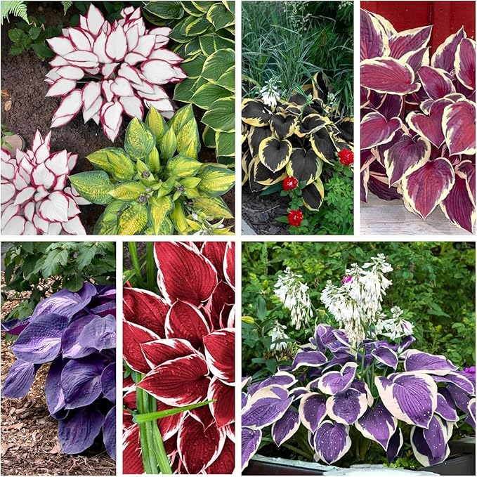 100pcs Hosta Plant Seeds, Mixed Colours Foliage | Perennial Shade-Loving Seeds for Garden and Landscape