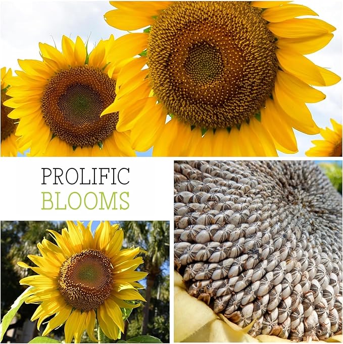 Seed Needs Sunflower Seeds to Plant Mammoth Grey Stripe | 1.5 Ounce Large Resealable Pouch Heirloom Seeds Helianthus Annuus Non GMO | Bulk Tall Growing Sun Flowers