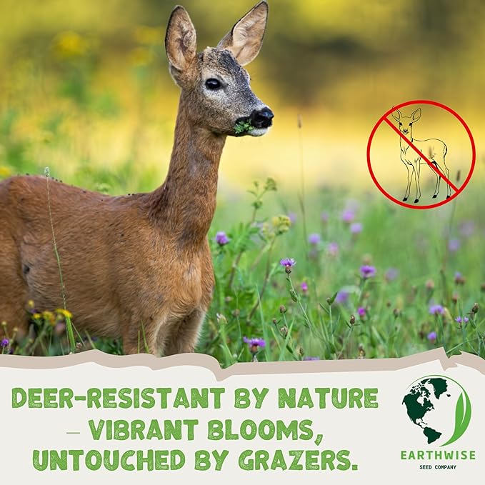 Earthwise No Deer Here Wildflower Mix – 1/2 lb – Deer-Resistant, Easy-Grow Wildflower Seeds – Covers 750 sq. ft.
