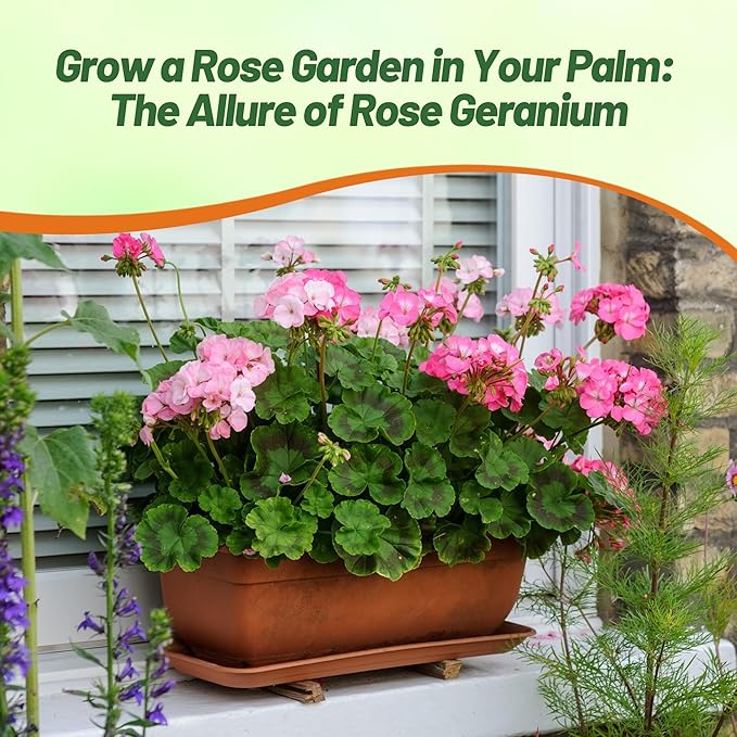 Outsidepride Rose Geranium Seeds for Planting - 50 Pcs Annual, Heat & Drought Tolerant Flower Seeds with Green Foliage & Rose Blooms for Pots, Borders & Lush Summer Garden Displays