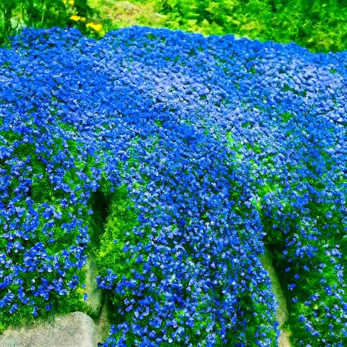 15000+ Blue Creeping Thyme Seeds Ground Cover,Blue Woolly Thyme Seeds Non-GMO Heirloom,Drought Tolerant Ground Cover Thyme Seed Silver Gray Carpet for Between Stepping Stones & Rock Outdoor