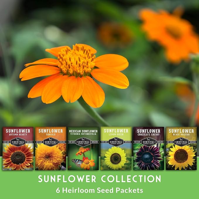 Sunflower Seeds Collection for Planting | 6 Variety Pack – Autumn Beauty, Black Russian, Chocolate Cherry, Sungold, Lemon Queen & Mexican Sunflower – Heirloom Non-GMO – Survival Garden Seeds