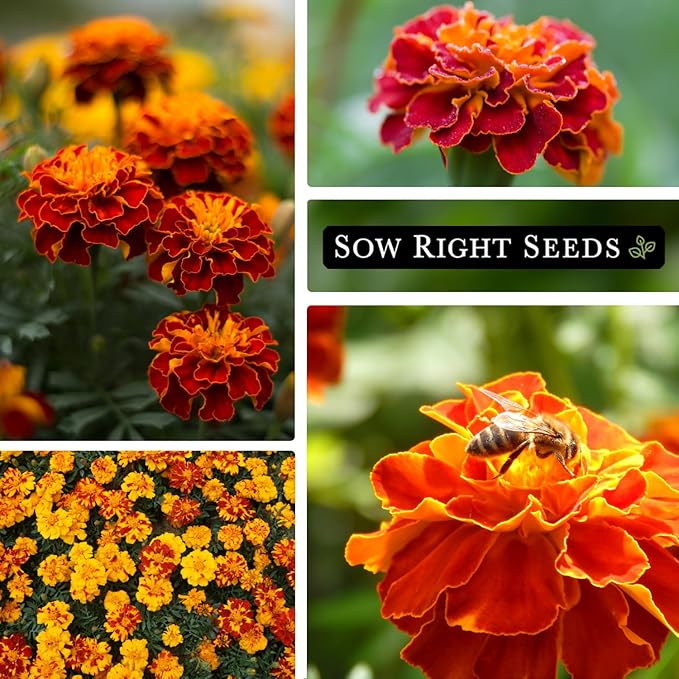 Sow Right Seeds - Sparky Marigold Seeds to Plant - Non-GMO Heirloom Seed Packet with Instructions - Medium Sized French Mix - Attract Bees and Butterflies, Deter Mosquitoes - Companion Plant (1)