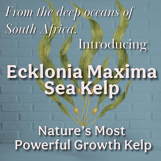 Organic Liquid Kelp & Seaweed Extract (Ecklonia Maxima) Plant Super Food - Indoor Houseplant Fertilizer - Organic Fertilizer for Flowers, Seedlings & Gardens - 12oz Treats 75 Gallons