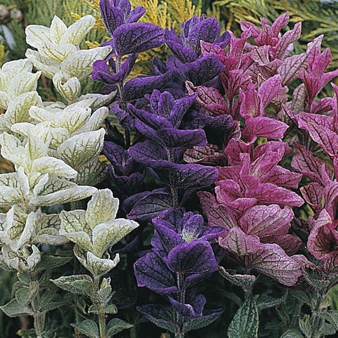 NIKA SEEDS - Seeds Flowers Clary Tricolor Mix Annual - 100 Seeds