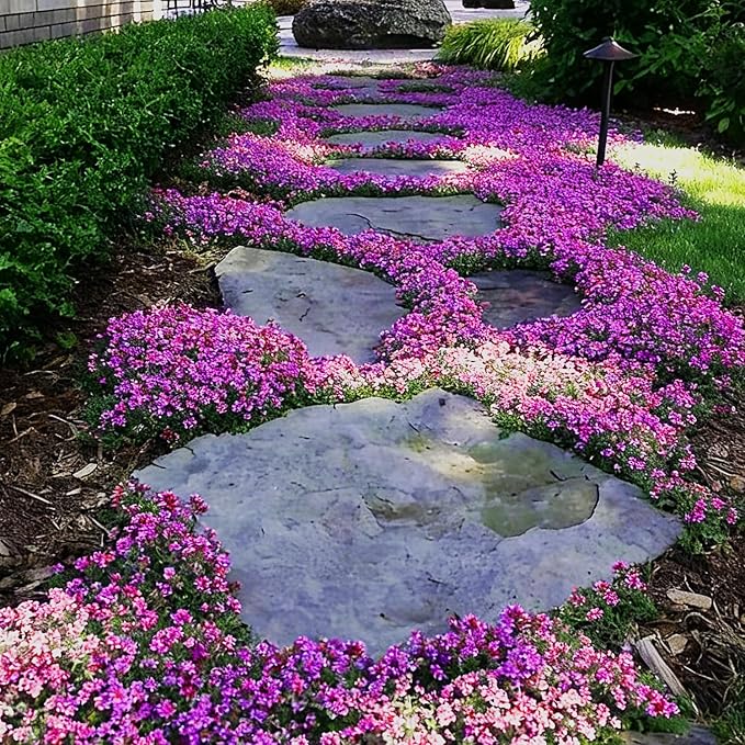 Creeping Thyme Seeds for Planting, 14000+ Outdoor-Non-GMO Thymus Flowers Seeds, Plant in Your Home Garden Backyard