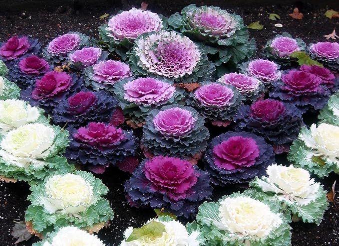 Seeds Flowering Kale Large Leaf Mix Ornamental Cabbage Non GMO Vegetable for Planting