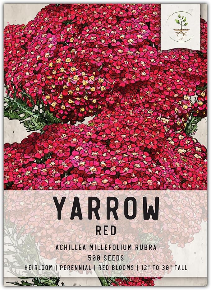 Seed Needs, Red Yarrow Seeds - 500 Heirloom Seeds for Planting Achillea millefolium rubra - Perennial Host Plant to Attracts Monarchs & Other Pollinators (1 Pack)