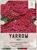 Seed Needs, Red Yarrow Seeds - 500 Heirloom Seeds for Planting Achillea millefolium rubra - Perennial Host Plant to Attracts Monarchs & Other Pollinators (1 Pack)