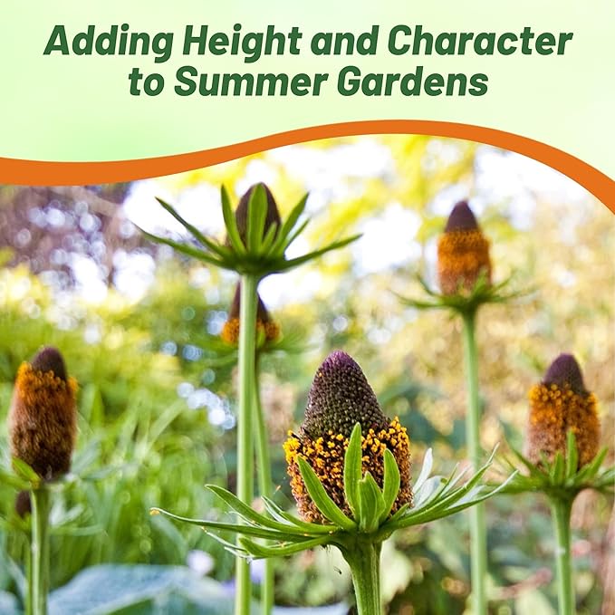 Outsidepride Green Wizard Rudbeckia Seeds - 100 Pcs. Perennial, Easy to Grow & Self-Seeding Flower Seeds for Planting Grenn Blooms, for Low Maintenance Pollinator Gardens & Erosion Control