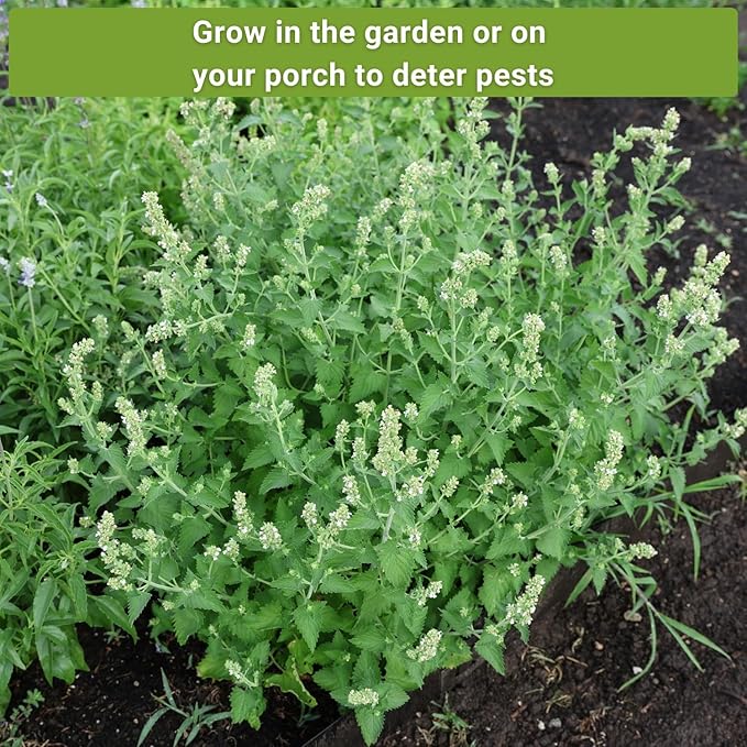 Sow Right Seeds - Insect & Pest Repellent Seed Collection for Planting - Lavender, Catnip, Marigold, Hyssop & Lemon Grass - 5 Packets with Instructions for Home Garden - Natural Pest Solution