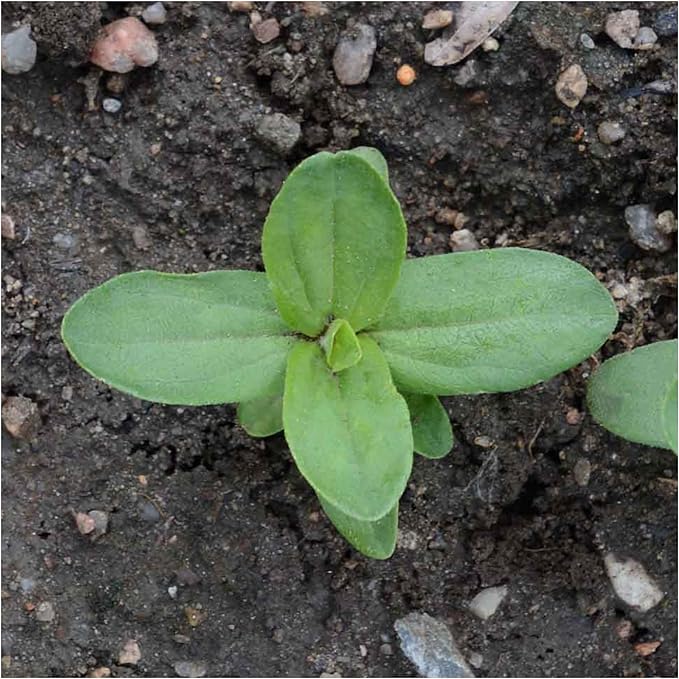 Seed Needs, Cherry Queen Zinnia Seeds - 250 Heirloom Seeds for Planting Zinnia elegans - Attracts Butterflies & Pollinators, Great Cut Flowers (1 Pack)