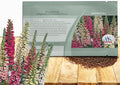 Outsidepride Digitalis Purpurea Foxy Foxglove Seeds – 5000 Pcs Biennial, Prolific, Tall Growing Flower Seeds w/Pollinator-Friendly Blooms for Shaded Gardens & Outdoor Landscapes (AAS Winner)