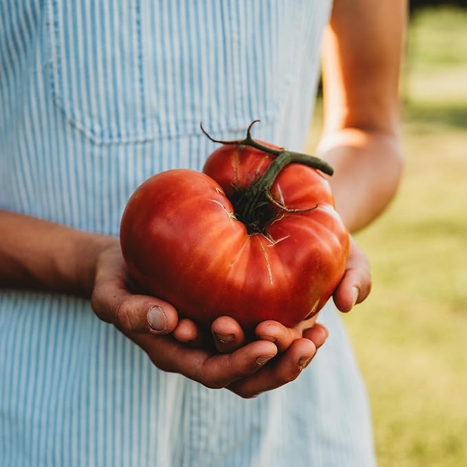 Brandywine Pink Heirloom Tomato - 50 Seeds - Heirloom & Open-Pollinated Variety, Non-GMO Amish Tomato Seeds for Planting in The Home Garden, Thresh Seed Company