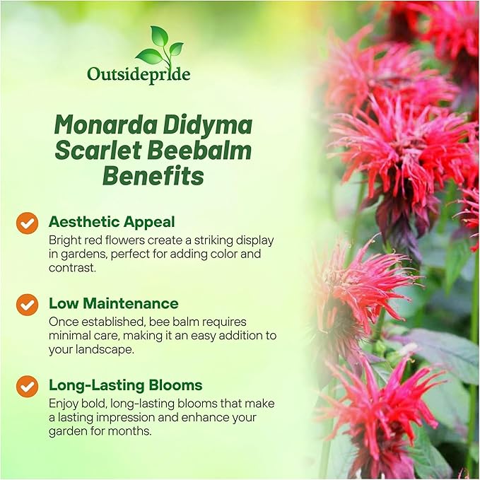 Outsidepride Scarlet Bee Balm Seeds - 250 Pcs Perennial, Easy to Grow & Pollinator Friendly Monarda Didyma Flower Seeds for Planting Mint Scented Leaves & Edible Blooms, Ideal for Teas & Potpourri