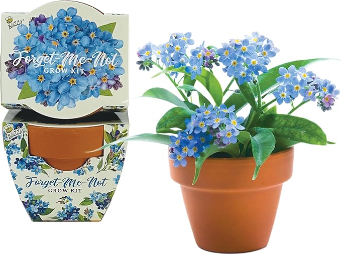 BUZZY Seeds Mini Terracotta Pots 12-Pack Daydream Forget-Me-Not Flowers, All-in-One Seed Starter Kits, Indoor Outdoor Gardening Gift, Wedding Favors, Seeds for Planting Flowers