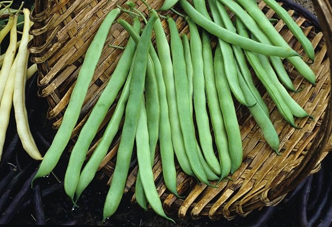 Dirt Goddess Super Seeds ~ Kentucky Wonder Pole Beans (1 LB) Bulk Non GMO