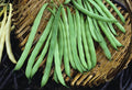 Dirt Goddess Super Seeds ~ Kentucky Wonder Pole Beans (1 LB) Bulk Non GMO