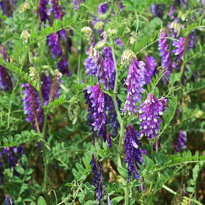 Outsidepride Hairy Vetch Cover Crop Seeds - 1 Lb Cold Tolerant, Winter Hardy - Ideal for Soil Improvement, Green Pasture, Hay & Livestock Forage - Pollinator Friendly Garden Seeds, Ground Cover