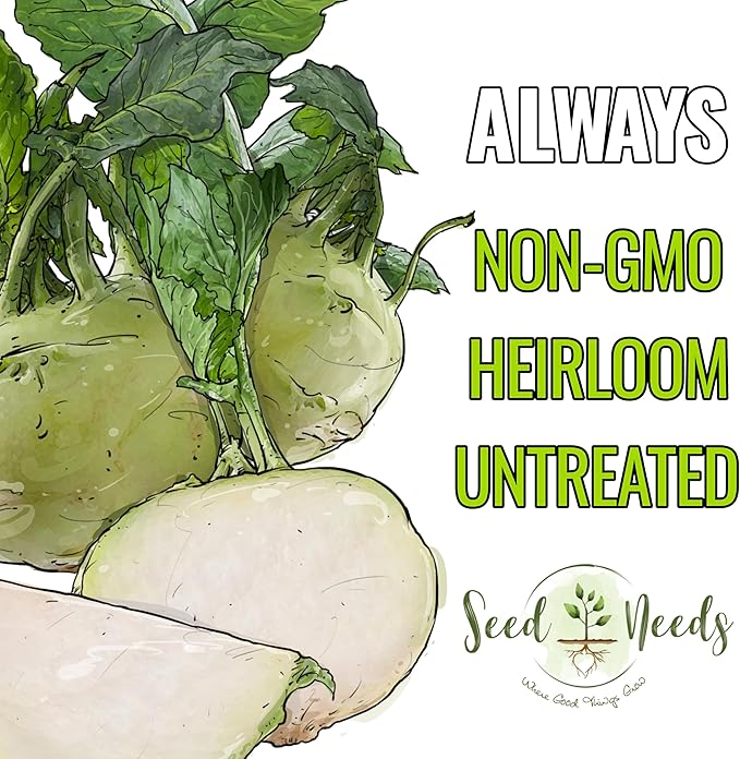 Seed Needs Kohlrabi Seeds for Planting Purple Vienna Kohlrabi Crops - Non-GMO Heirloom & Untreated Vegetable Seed to Plant an Outdoor Home Grown Veggie Garden (White Kohlrabi, 5 Packs (2,500 Seeds))
