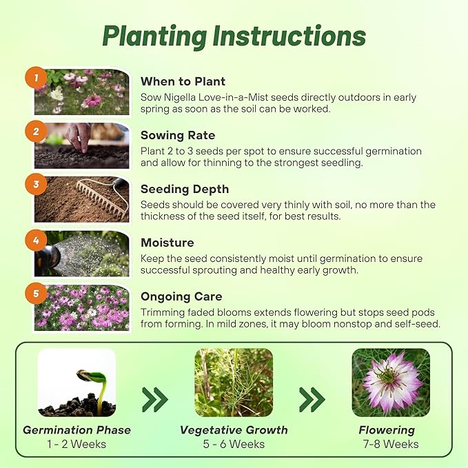 Outsidepride Jewels Rose Nigella Seeds - 1000 Pcs Annual Flower Seeds for Planting with Vibrant Blooms & Lacy, Fern-Like Foliage, Attractive Cut Flower for Small Garden Spaces & Floral Arrangements