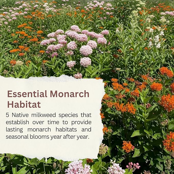 Native Milkweed Variety Pack - 5 Essential Species for Monarch Butterfly Gardens - Common, Swamp, Butterfly Weed, Showy & Narrowleaf - Non-GMO Native Wildflower Seeds for Pollinators