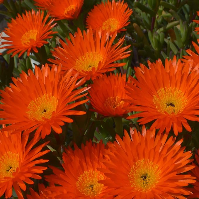 Outsidepride Gelato Orange Ice Plant Seeds - 5000 Pcs Perennial, Drought Tolerant Ground Cover Seeds for Planting Vibrant Trailing Blooms, Ideal for Sunny Gardens & Xeriscape Landscaping