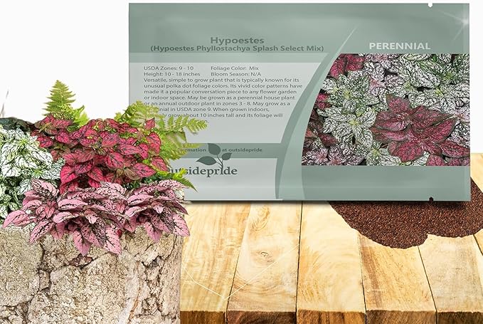 Outsidepride Splash Select Mixed Hypoestes Seed for Planting - 100 Pcs Perennial Polka Dot Plant Seeds w/Variegated Foliage for Containers, Hanging Baskets, Small Gardens, Both Indoors & Outdoors
