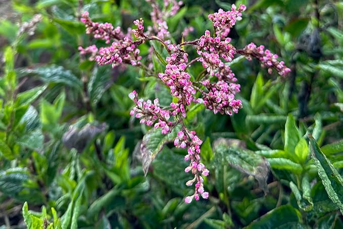 Plant Good Seed Japanese Indigo Seeds for Planting: Grow for Plant Dye, Makes Green Blue Colors - 200 Seed Packet