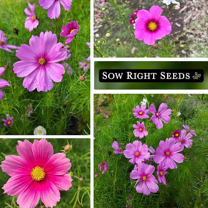 Sow Right Seeds - Gloria Cosmos Seeds for Planting - Non-GMO Heirloom Variety - Outdoor Garden Annuals - Bright Blooms - Easy to Grow Flowers - Perfect for Borders & Beds - Attracts Pollinators (1)