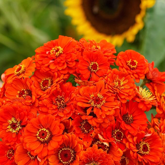 Eden Brothers Zinnia Seeds - Orange King, Non-GMO Seeds for Planting, Packet | Low-Maintenance Flower Seeds, Plant During Spring, Zones 3, 4, 5, 6, 7, 8, 9, 10