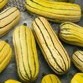 Delicata Bush AAS Winter Squash Seeds - 1 Oz ~175 Seeds - Non-GMO, Heirloom - Vegetable Garden - Cucurbita Pepo
