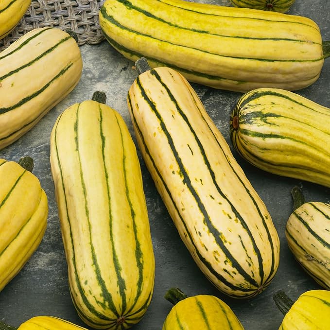Delicata Bush AAS Winter Squash Seeds - 1 Oz ~175 Seeds - Non-GMO, Heirloom - Vegetable Garden - Cucurbita Pepo